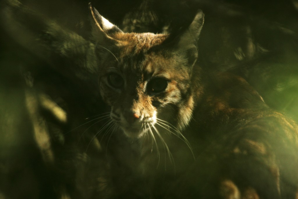 A bobcat moving through dense, shaded brush, its face lit by filtered sunlight